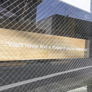 You'll never find a flower if you're looking up.